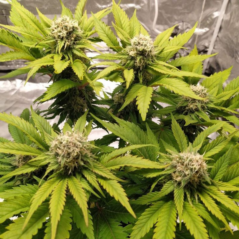 Lemon Juice - kannabiksen siemenet, kannabislajike