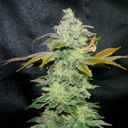 Lavender - kannabiksen siemenet, kannabislajike