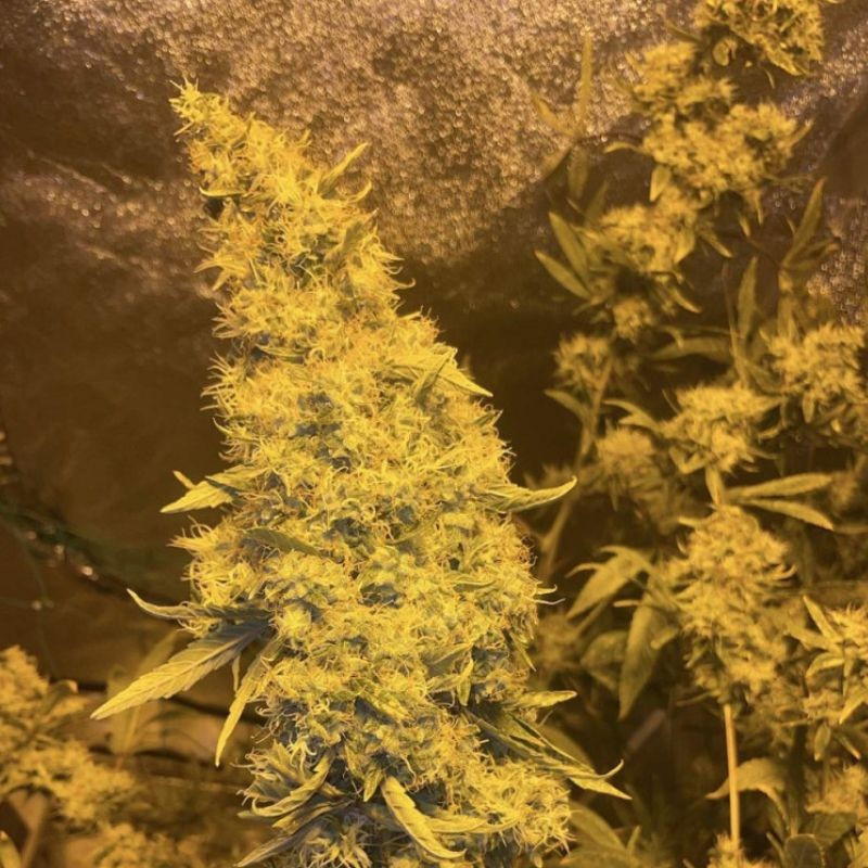 Kali Mist - kannabiksen siemenet, kannabislajike