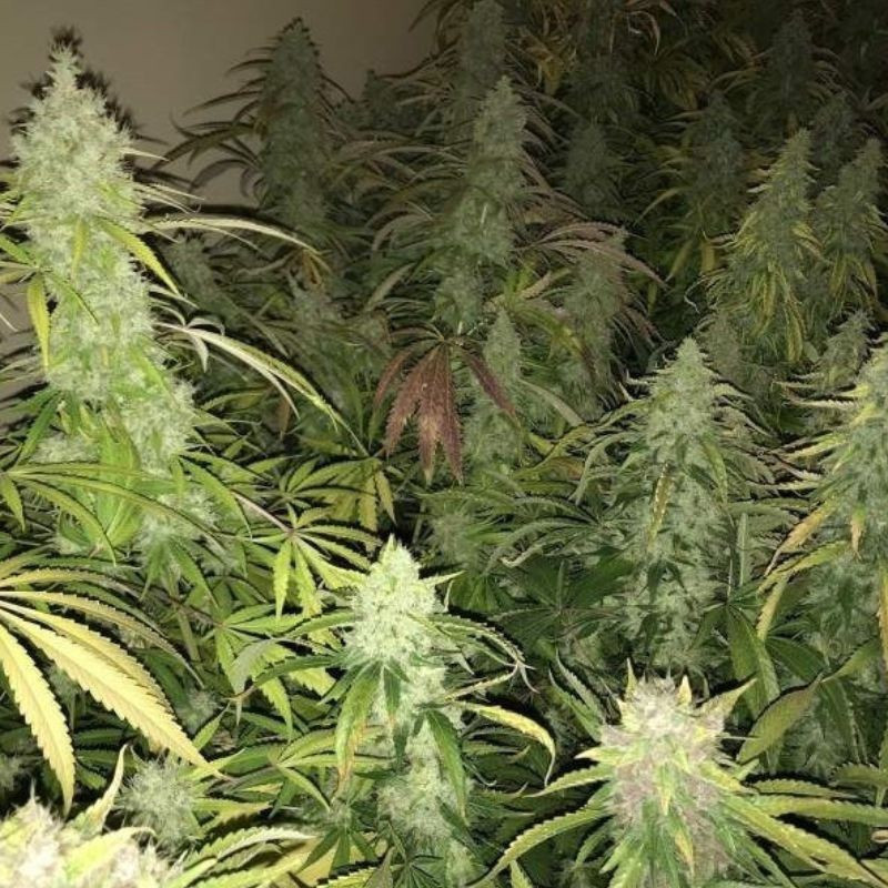 Kalashnikova - kannabiksen siemenet, kannabislajike