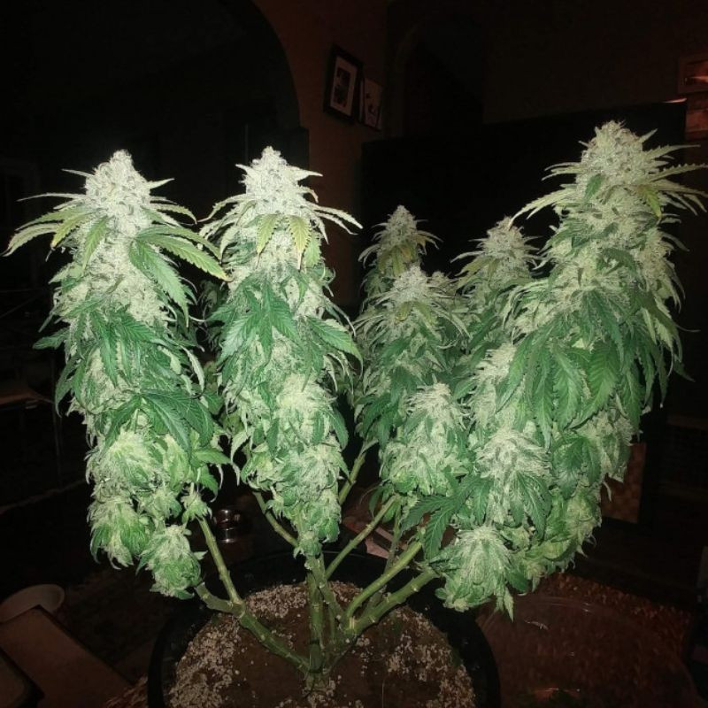 Jack Herer - kannabiksen siemenet, kannabislajike
