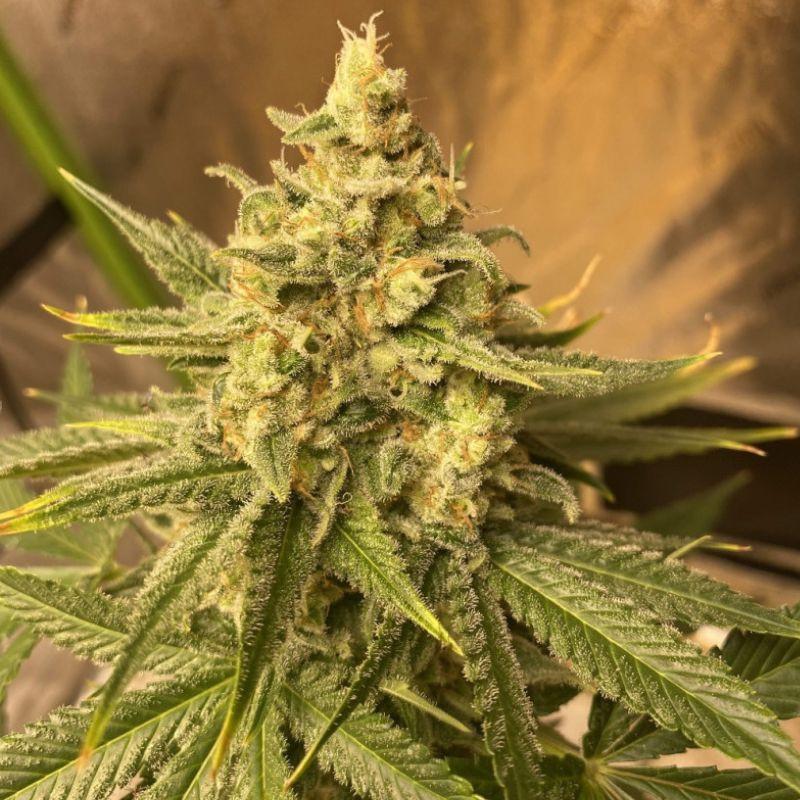 Chemdog - kannabiksen siemenet, kannabislajike