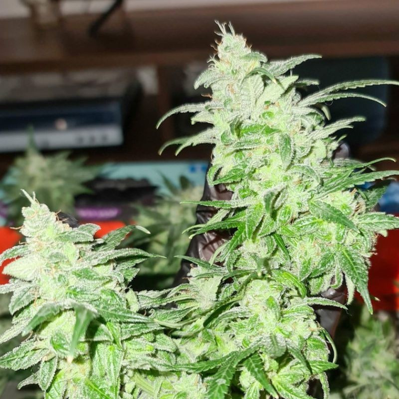 Gorilla Glue - kannabiksen siemenet, kannabislajike