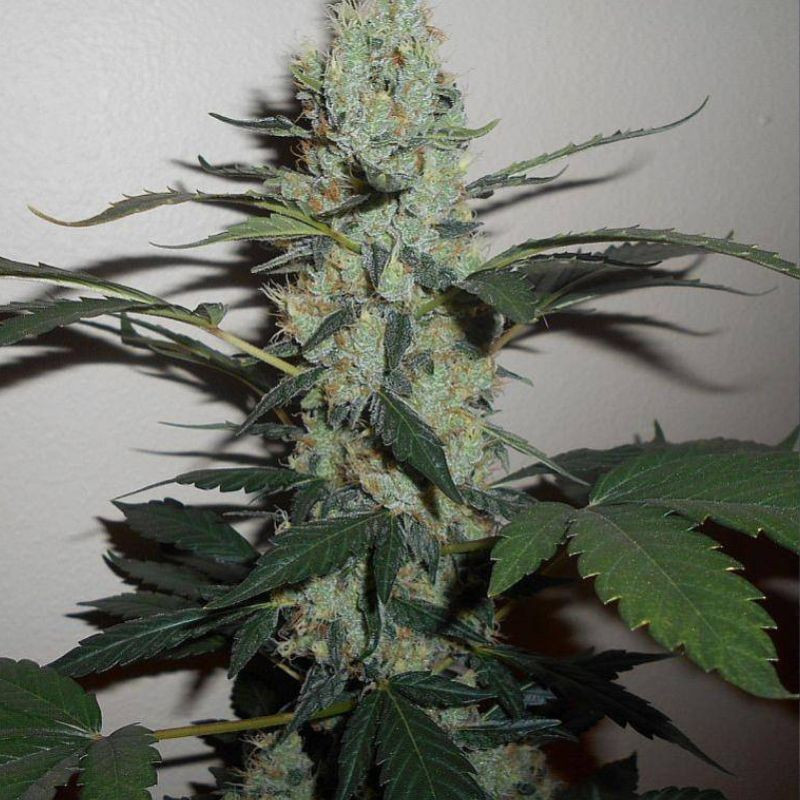 Green Crack - kannabiksen siemenet, kannabislajike