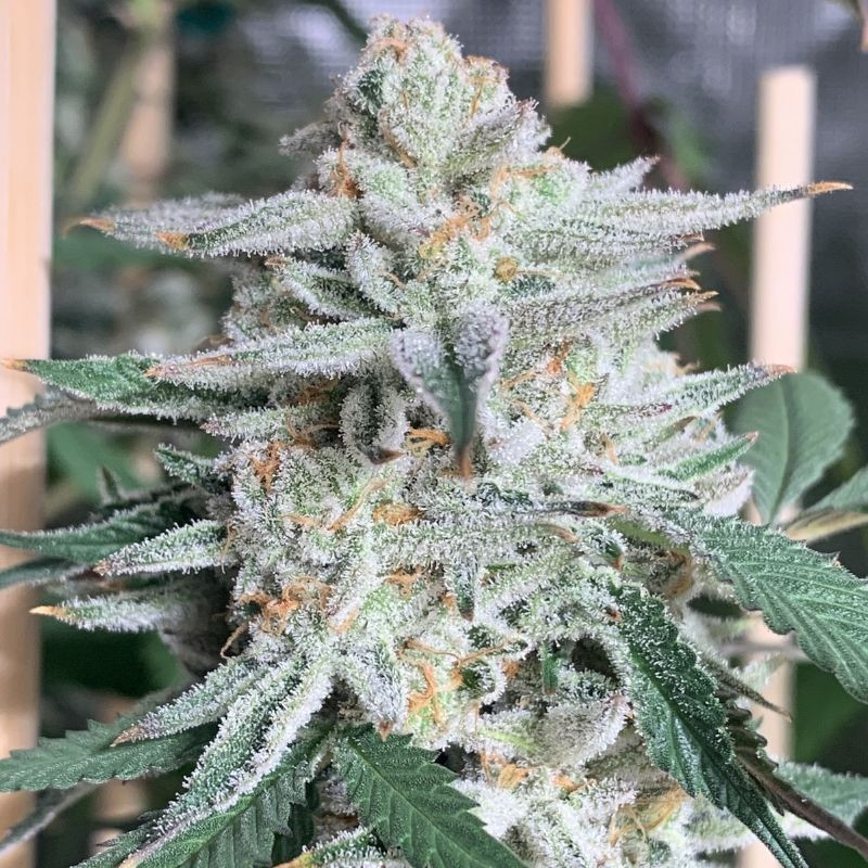 Girl Scout Cookies - kannabiksen siemenet, kannabislajike