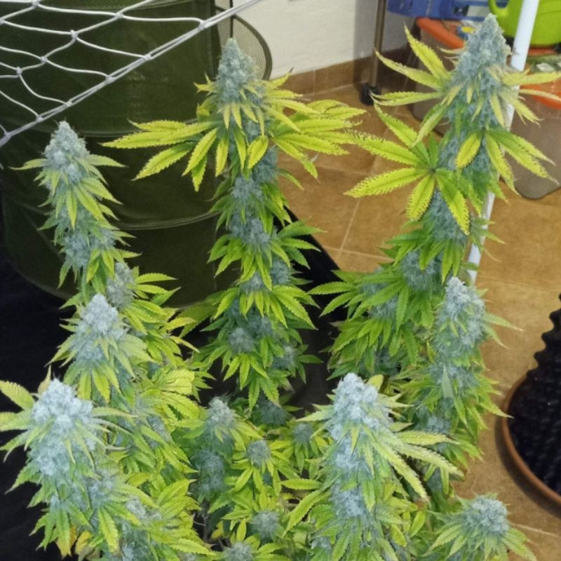 Crystal Candy - kannabiksen siemenet, kannabislajike