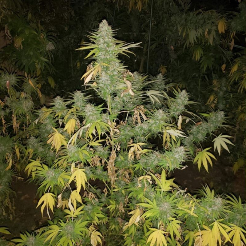 Grapefruit - kannabiksen siemenet, kannabislajike