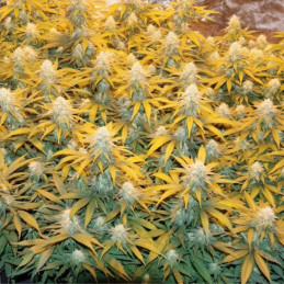 Great White Shark - kannabiksen siemenet, kannabislajike