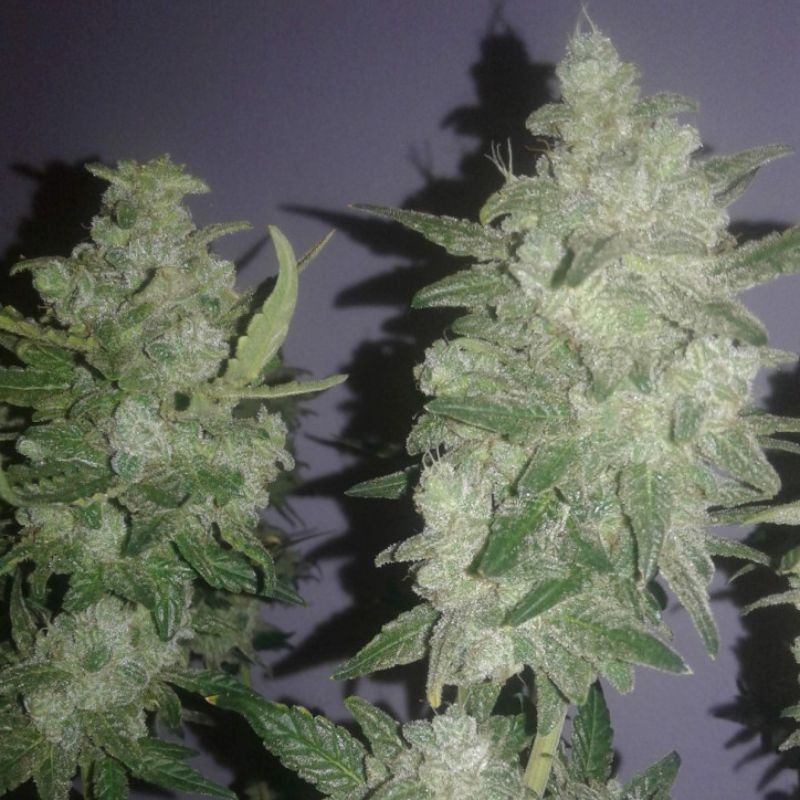Gelato - kannabiksen siemenet, kannabislajike