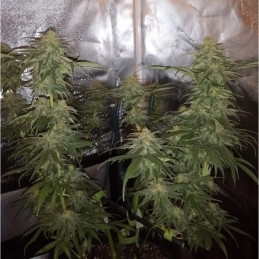 Special Mintz - kannabiksen siemenet, kannabislajike