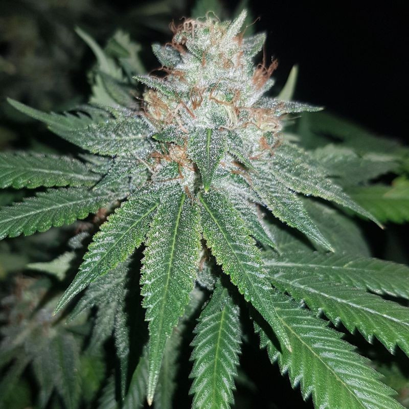 Euforia Special - kannabiksen siemenet, kannabislajike