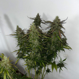 Skunk - kannabiksen siemenet, kannabislajike