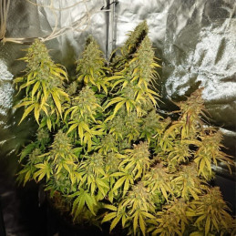 Durban Poison - kannabiksen siemenet, kannabislajike