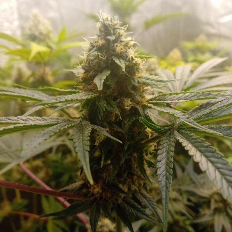 Critical Mass - kannabiksen siemenet, kannabislajike