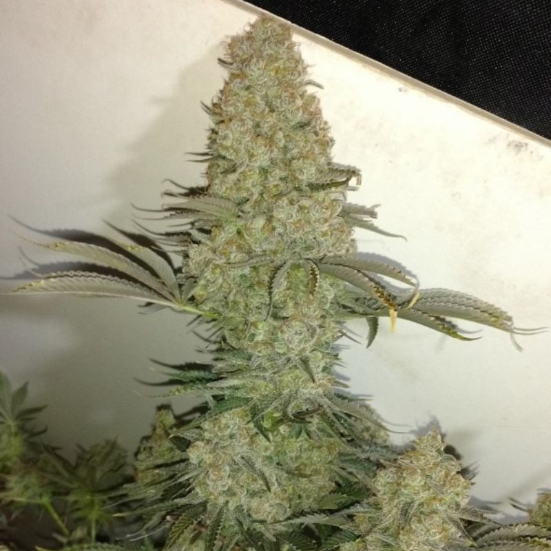 Critical - kannabiksen siemenet, kannabislajike