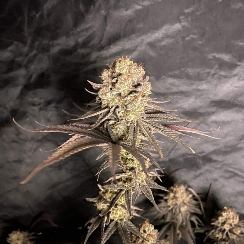 RoboCop - kannabiksen siemenet, kannabislajike