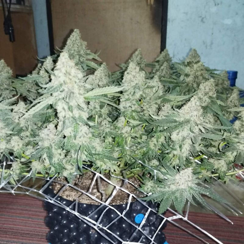 Coffee Ryder - kannabiksen siemenet, kannabislajike