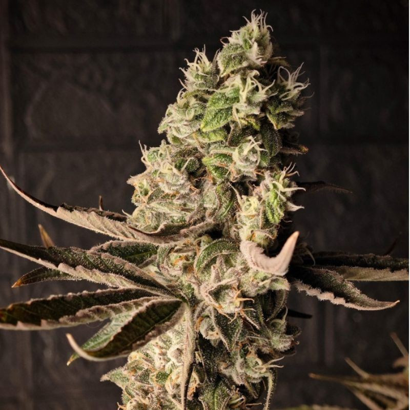 Chrome - kannabiksen siemenet, kannabislajike