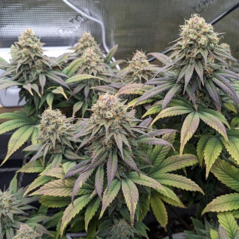 Cheese - kannabiksen siemenet, kannabislajike