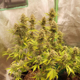 Caramel - kannabiksen siemenet, kannabislajike