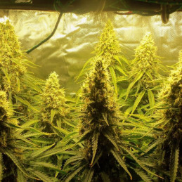 Jungle Auto - automaattisesti kukkivat kannabiksen siemenet, autoflowering-lajike