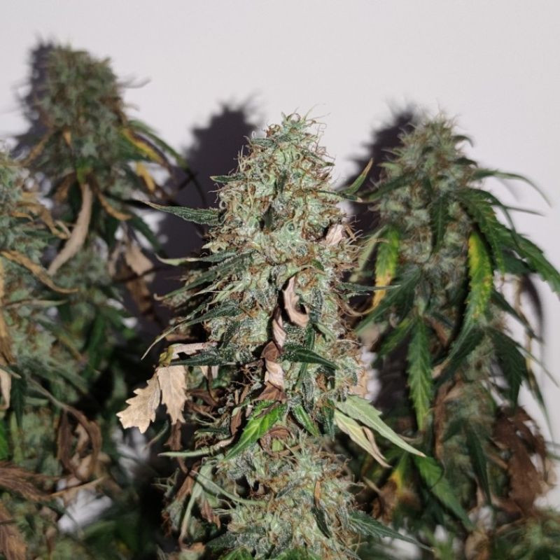 Gorilla Cookies - kannabiksen siemenet, kannabislajike