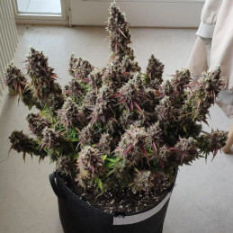 Royal Gorilla Automatic - kannabiksen siemenet