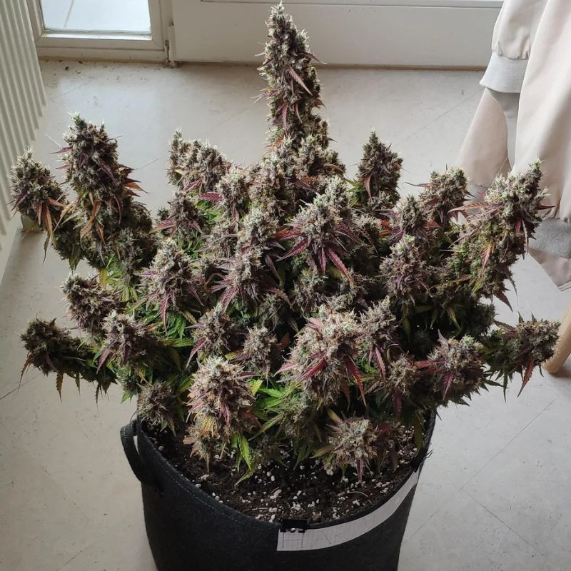 Royal Gorilla Automatic - kannabiksen siemenet