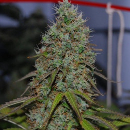 Strawberry Haze F1 Auto