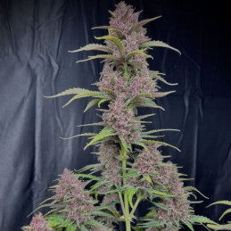 Banana Purple Punch Auto