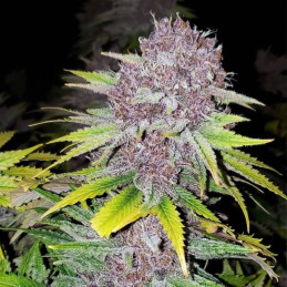 Blue Dream Fast Version