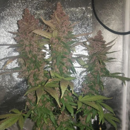 Dark Jack Auto