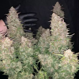 Auto Chocolate Skunk