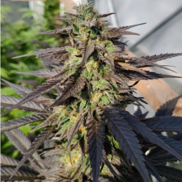 Zamaldelica x Kali China