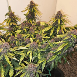 Gorilla Red Mandarine Fast