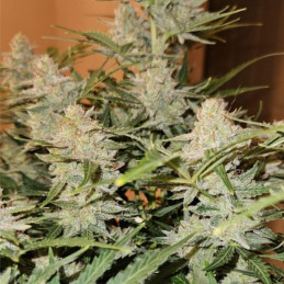 Critical Jack Herer Auto
