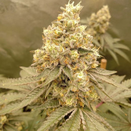 Northern Light Blue Auto