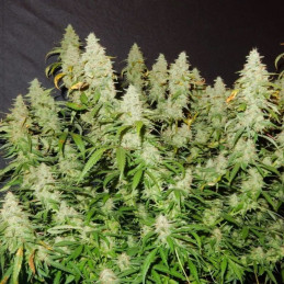 Blue Dream Matic Auto