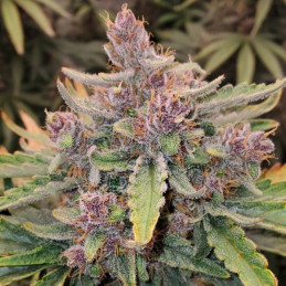 Original Auto Bubblegum