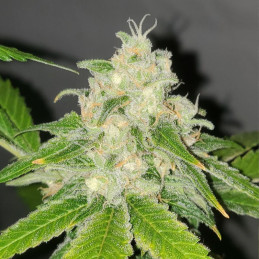 Original Auto Northern Lights