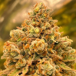 Wedding Cheesecake Auto