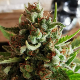 Arjan's Strawberry Haze