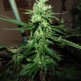 Northern Russian Auto