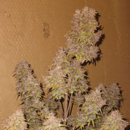 Bloody Skunk Auto