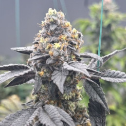 Sweet Amnesia Haze XL Auto