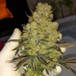 Biggest Bud