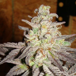 Vision Caramello Auto