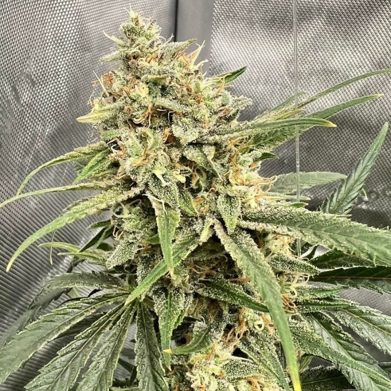 kannabiksen siemenet Haze THCV