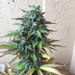 Sweet Tooth Auto