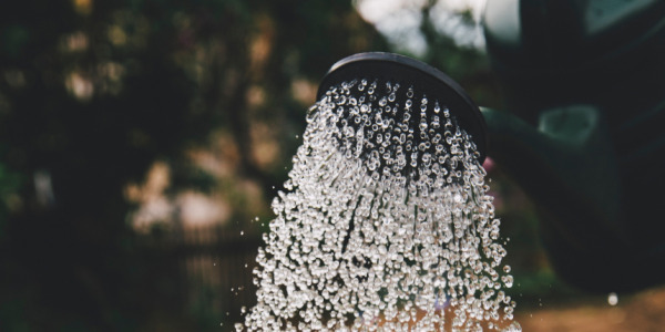 Kuinka annostella lannoitteita kannabiksen viljelyssä?